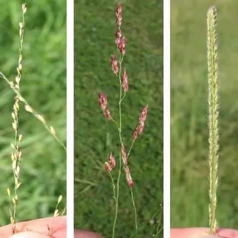 thumbnail for publication: Identification and Control of Johnsongrass, Vaseygrass, and Guinea Grass in Pastures
